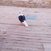 فروش دوتا کبوتر ماده با یه جوجه چای رام|پرنده|الوند, |دیوار