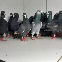 دسته ۲۲تایی پرشی زاغ و قره