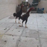 خروس لاری ، جوجه ۵ ماهه