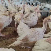 باسلام مرکز پخش  بوقلمون بیوتی و برنزسه ماهه|حیوانات مزرعه|مرودشت, محمد آباد|دیوار