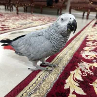 کاسکو دم قرمز سخنگو