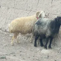 بره نر باهم به فروش میرسه