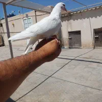 کفتر جوجه دستی هم دون خور هم سرلاکی ..سفید ..ابلق