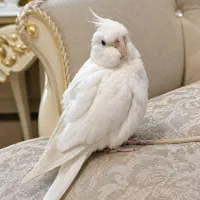 عروس هلندی البینو سفید گمشده (مژدگانی)