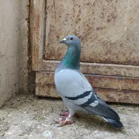 کفتر|پرنده|شیراز, میانرود|دیوار