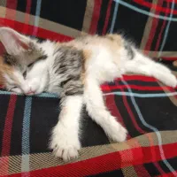 واگذاری بچه گربه ماده