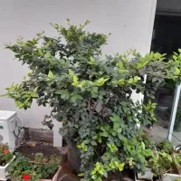 یاس هلندی، کاج ۷ ساله در گلدانهای سرامیک و شمعدانی|گل و گیاه طبیعی|لواسان, |دیوار