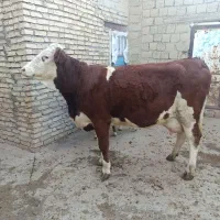 گاو گوساله سمینتال اصل|حیوانات مزرعه|دیواندره, |دیوار