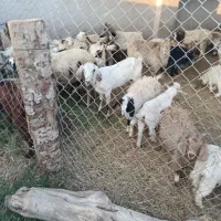 فروش گوسفند