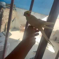 عروس هلندی دستی|پرنده|خمینیشهر, |دیوار