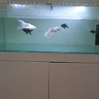 آکواریوم ریملس سوپر کلیر