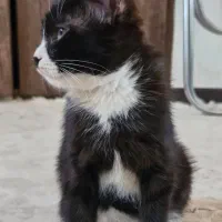 واگذاری توله گربه