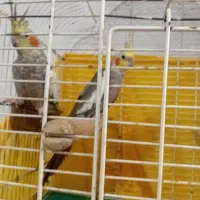 جفت طوطی عروس