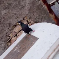 کفتر|حیوانات|مشهد, امیر آباد|دیوار