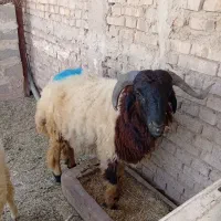 سه عدد نر خیلی خوب