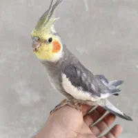 دو عروس هلندی فول اهلی با قفس کاسکویی و وسایل|پرنده|پیرانشهر, |دیوار