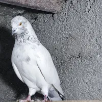 تعدادی نر و ماده موجود هستش|پرنده|رامسر, |دیوار