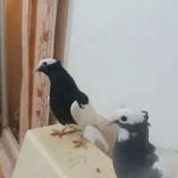 زیر خاکی   طوق سبز و سیاه بینظیر|پرنده|صدرا-فارس, فاز ۱|دیوار