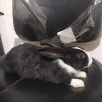 خرگوش خانگی درجه|موش و خرگوش|مهاباد (آذربایجان غربی), |دیوار