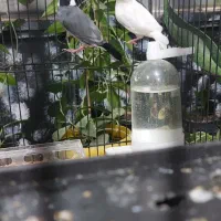 کوتوله برزیلی و فنچ نرگسی|پرنده|آستانه اشرفیه, |دیوار