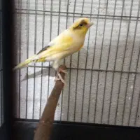 قناری|پرنده|ری, دیلمان|دیوار