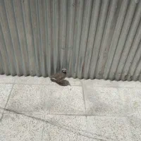 فروش کفتر