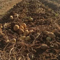 سیب زمینی ارگانیک بدون هیچ سمی|خوردنی و آشامیدنی|کلیائی, |دیوار