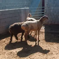 حیوان گوسفند