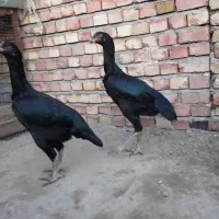 مرغ لاری۷ماهه|حیوانات مزرعه|میاندوآب, |دیوار