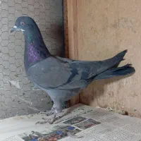 گرفتنی پرشی|پرنده|قم, آزادگان|دیوار