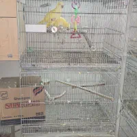 قفس ۴خان غلامی