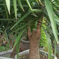 یوکا|گل و گیاه طبیعی|رحیم‌آباد, |دیوار