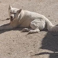 سگ هاسکی|سگ|گلپایگان, |دیوار