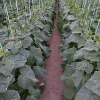 فروش گلخانه