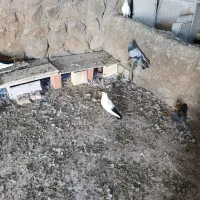 کبوتر دم رنگی همه رقم