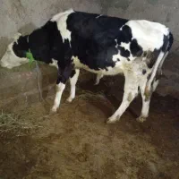 گاو آبستن|حیوانات مزرعه|تیکمه داش, |دیوار