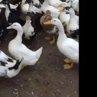 اردک سالم پکنی سالم یک ماه دیگه میرسه