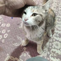 واگذاری گربه ناز خانگی