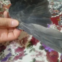 اشعل|پرنده|اهواز, الصافی|دیوار