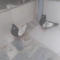 فروش کفتر