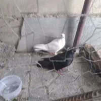 600000|پرنده|دره شهر, |دیوار