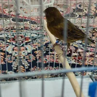 ماده کبالت جفتی سهر /20000000