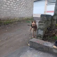 سگ ژرمن|سگ|چابکسر, |دیوار