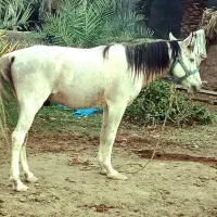 اسب نریون عرب