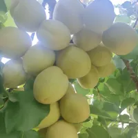 باغ خوش جا خوش قواره باویلای نوساز|کلکسیون اشیاء عتیقه|گلپایگان, |دیوار