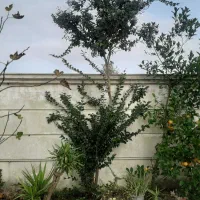 گل یاس هلندی