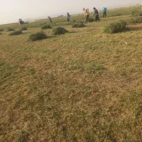 بذر یونجه همدانی 100 کیلو درجه 1 بوجاری شده
