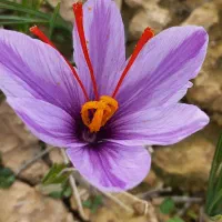 زعفران سوپر نگین اتویی