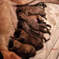 مالینویز ماده به همراه بچه هایش باهم