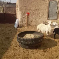 سه عدد بره|حیوانات مزرعه|مهدی شهر, |دیوار